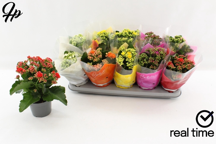 <h4>KAL GE GEM 5 KL</h4>