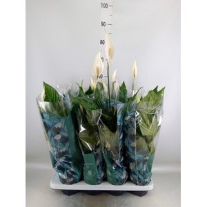 Spathiphyllum  'Sweet Ricardo'