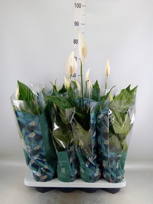<h4>Spathiphyllum  'Sweet Ricardo'</h4>