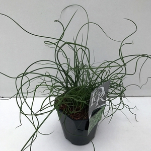 Juncus Spiralis