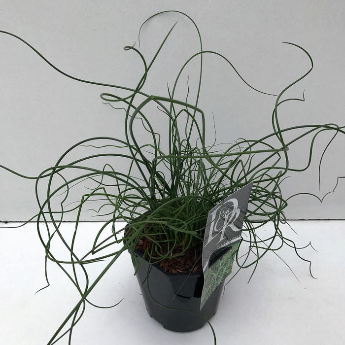 <h4>Juncus Spiralis</h4>