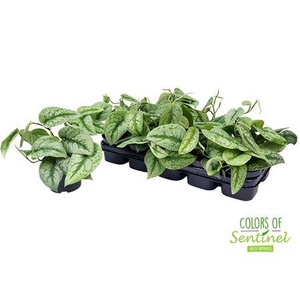 Scindapsus Pictus 'Trebie'