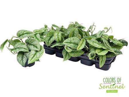 <h4>Scindapsus Pictus 'Trebie'</h4>