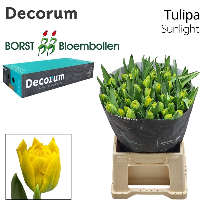 <h4>TU DU Sunlight</h4>