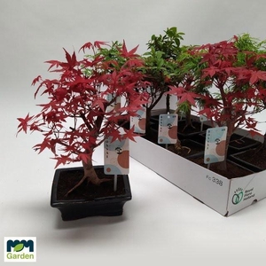 Bonsai   ...mix
