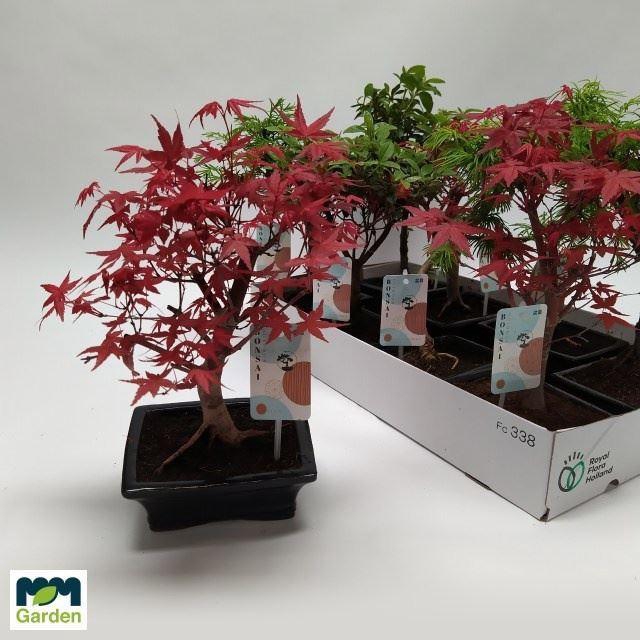 <h4>Bonsai   ...mix</h4>