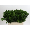Ruscus Hypophyllum