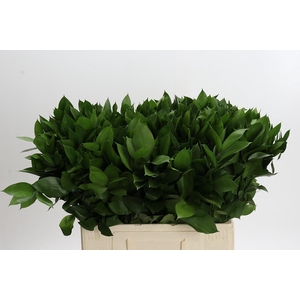 Ruscus Hypophyllum