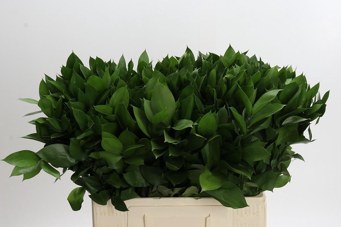 Ruscus Hypophyllum