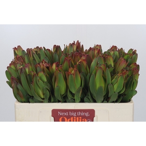 Leucadendron Laurel Yellow