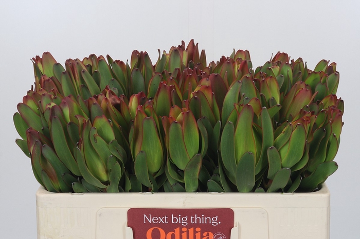 Leucadendron Laurel Yellow