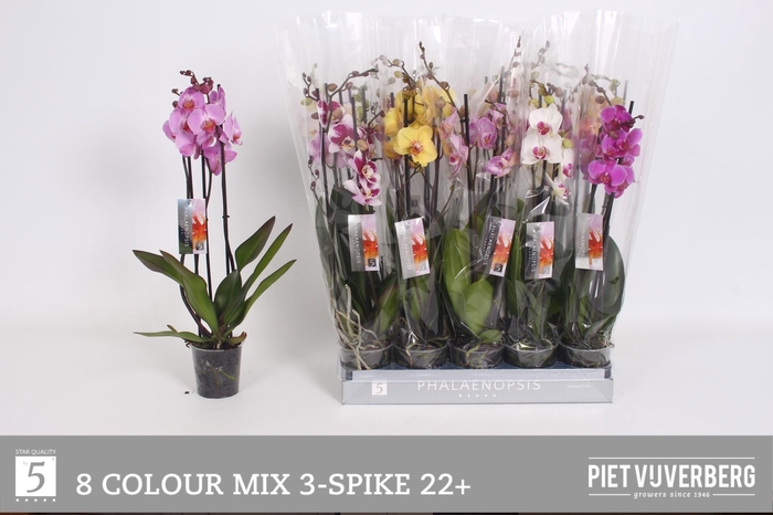 <h4>PHAL GEM 8 KL</h4>