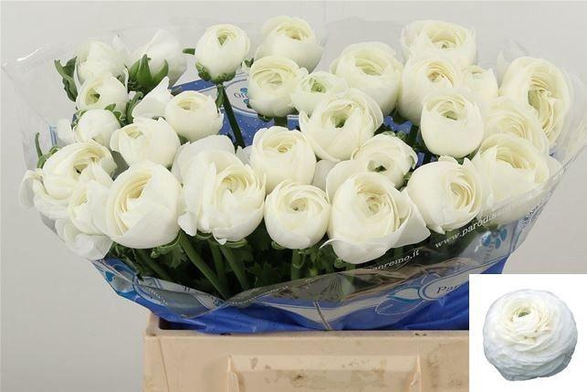 <h4>RAN SU NIVEO</h4>