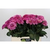 Dahlia Annamarie