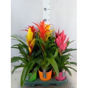 Bromelia   ...mix