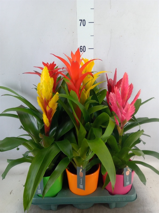 <h4>Bromelia   ...mix</h4>