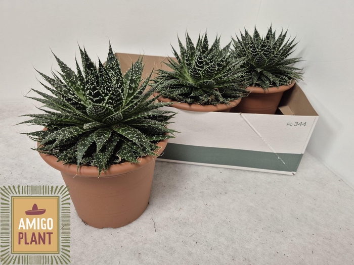 <h4>ALOE  SAFARI ZAMBEZI</h4>