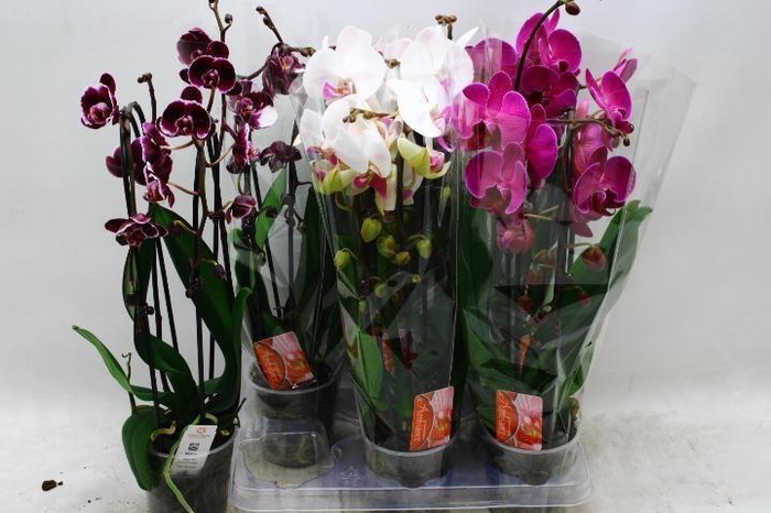<h4>PHAL EL CASCADE</h4>