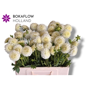DAHL POM WHITE ASTER