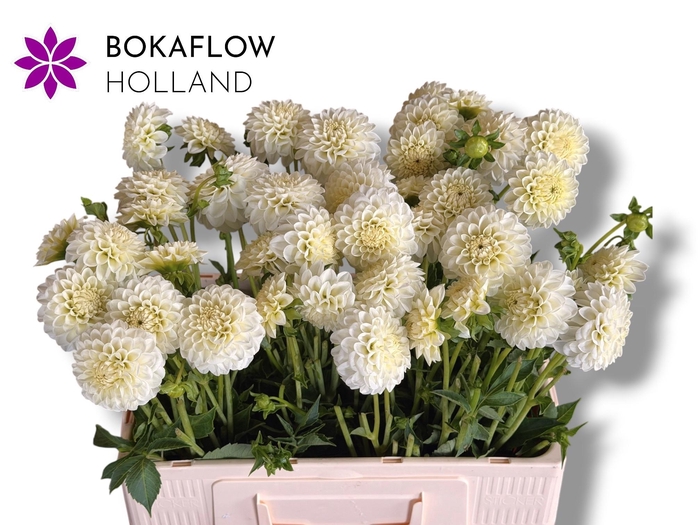 <h4>DAHL POM WHITE ASTER</h4>