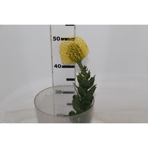 PROTEA HIGH GOLD 050 CM