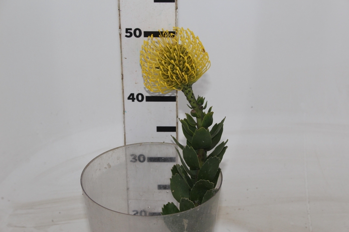<h4>PROTEA HIGH GOLD 050 CM</h4>