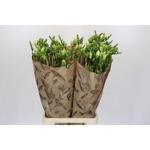 Freesia One Xxl White