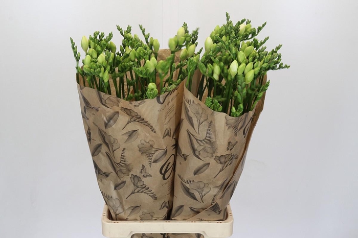 <h4>Freesia One Xxl White</h4>