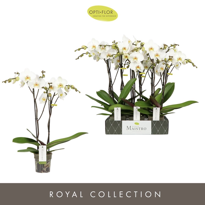 <h4>Phalaenopsis wit meer takken</h4>