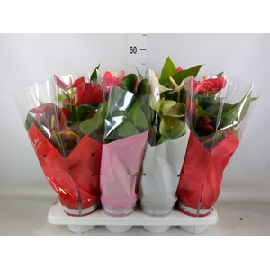 Anthurium   ...mix 4
