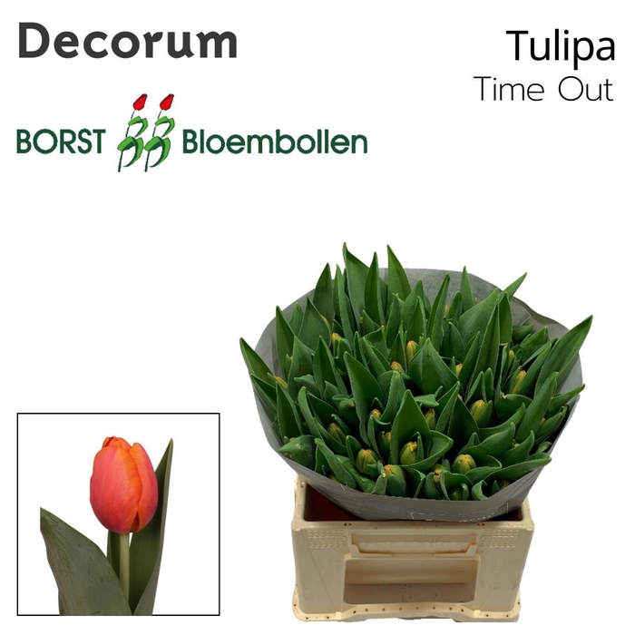 <h4>TU EN TIME OUT</h4>