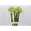 Ornithogalum saundersiae