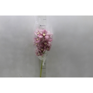 CYMBIDIUM HT 5/9 FLS ROSA