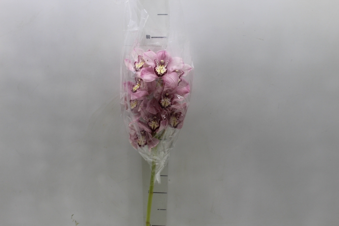 <h4>CYMBIDIUM HT 5/9 FLS ROSA</h4>