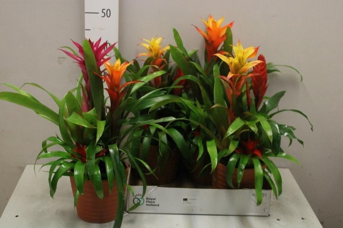 <h4>ARR BROMELIA</h4>
