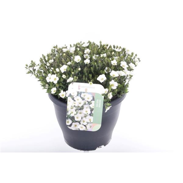 <h4>Arenaria montana</h4>
