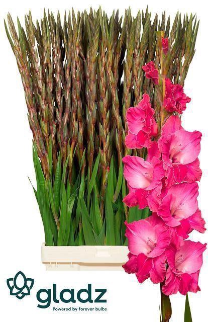 <h4>GLADIOLUS GR 'FAIRYTALE PINK'</h4>