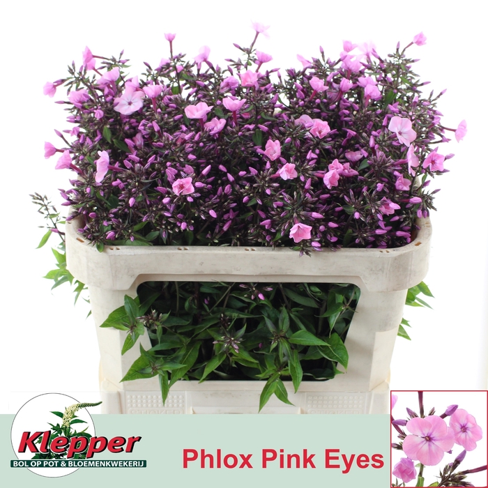 PHLOX P PINK EYES