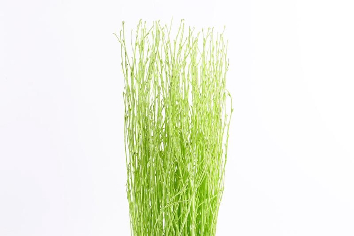 <h4>Berk Klb Mint</h4>
