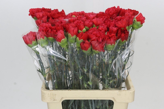 Dianthus St Arona