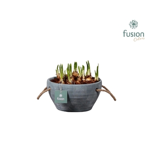 Cement pot met handvaten en Narcis