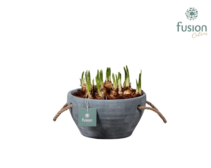 <h4>Cement pot met handvaten en Narcis</h4>