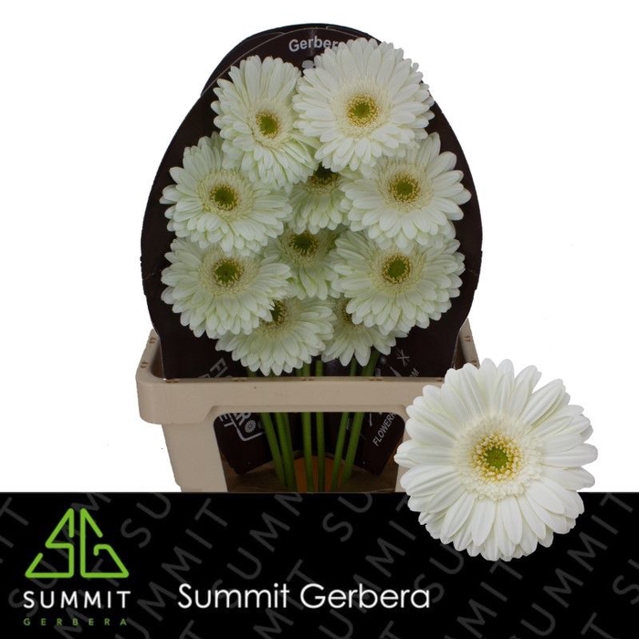 <h4>Gerbera Mint Flowerracket</h4>