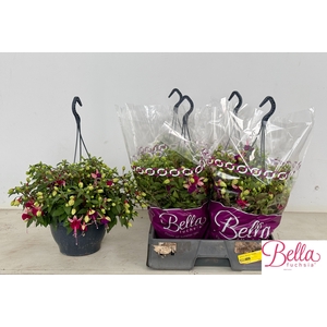 FUCHSIA B F  OLIVIA