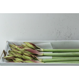 Hipp Di Magic Green X18