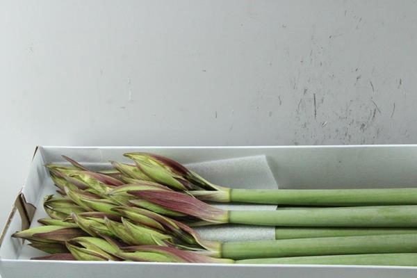 <h4>Hipp Di Magic Green X18</h4>