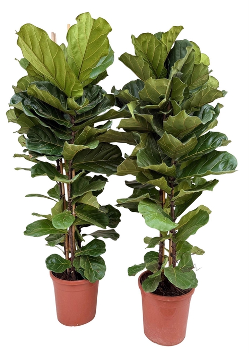 <h4>Ficus lyrata</h4>