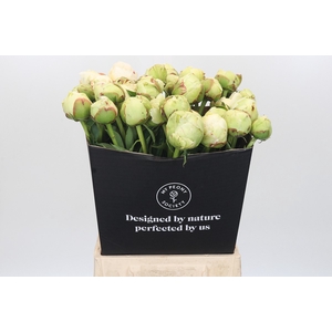Paeonia Ivory Victory