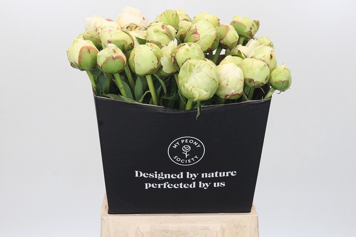 <h4>Paeonia Ivory Victory</h4>
