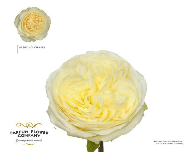 <h4>Rosa Garden Wedding Chapel</h4>